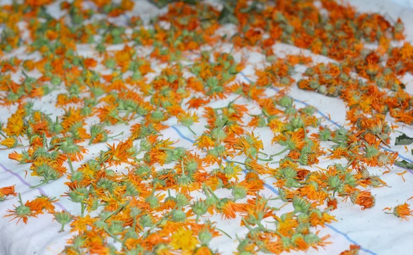 Calendula Hasat ve Kurutma. Calendula Çiçeklerinin Hasat, Koruma ve Aşılanması.