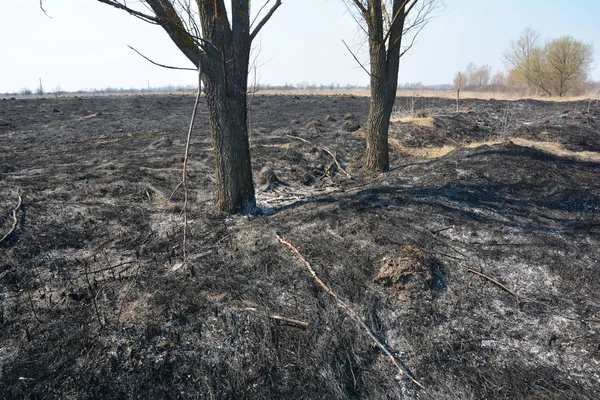 Brûler de l'herbe sèche et morte avec des arbres . — Photo