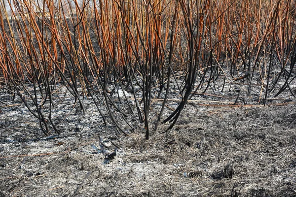 Przyczyny spalania trawy wiosennej są w dużej mierze bezzasadne, a nie korzystne, spalanie trawy jest destrukcyjne i niebezpieczne. — Zdjęcie stockowe