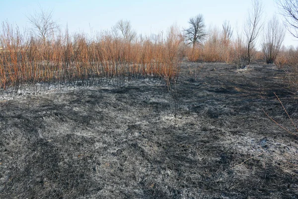 Verbrand droog gras met struiken en bomen. — Stockfoto