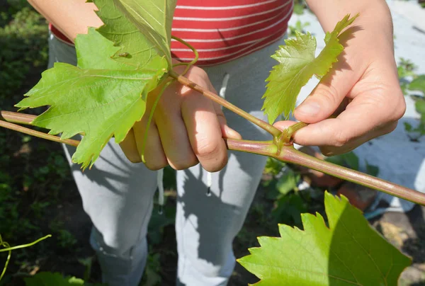 Trim, Topping A Grapevine. Kertész szilva szőlő. Tavaszi szőlő metszése. — Stock Fotó