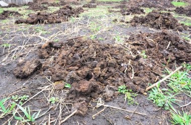 Kırsal çiftlikte gübresi veya gübresi, saman tarlada doğal gübre. 