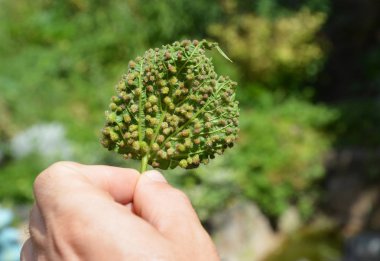 Üzüm phylloxera hastalıklar. Üzüm phylloxera (Phylloxera vastatrix) ticari asma dünya çapında bir zararlı olduğunu.