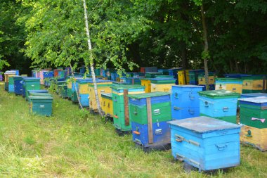 Arılarla dolu bir apiary'de kurdeşen. Bal arıları yetiştiriciliği kolonisi - arıcılık fotoğraf. Arıları bal arılarının neslinin tükenmesinden kurtarın.