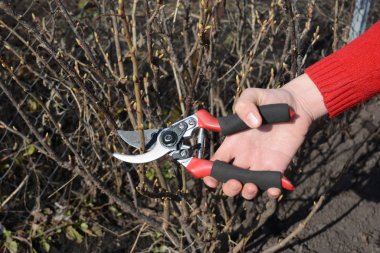 Bahçıvan eller meyve bahçesinde bypass secateurs ile meyve çalı dalı kesme.