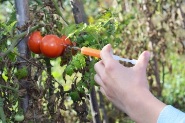 Bilim adamı kırmızı domates GMO içine kimyasallar enjekte. Kimyasal GMO veya GM gıda konsepti. 