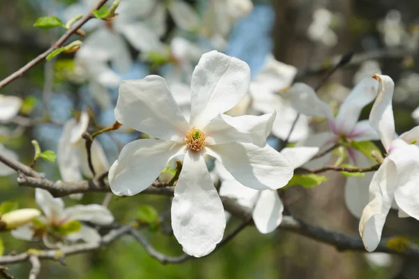 Magnolia Flower on Magnolia Tree. Close up on tender white magnolia flower.