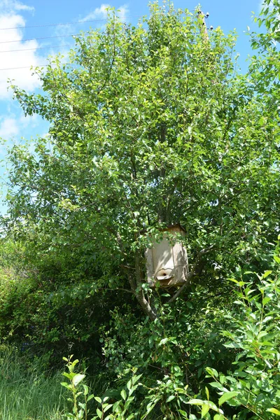 Het vangen van een honingbijen Swarm. Houten val voor wilde bijen of voor zwermen bijen verbergen in boom. — Stockfoto