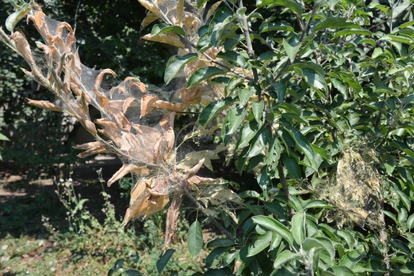 Наметні гусениці сітки на фруктовому дереві в саду . — стокове фото