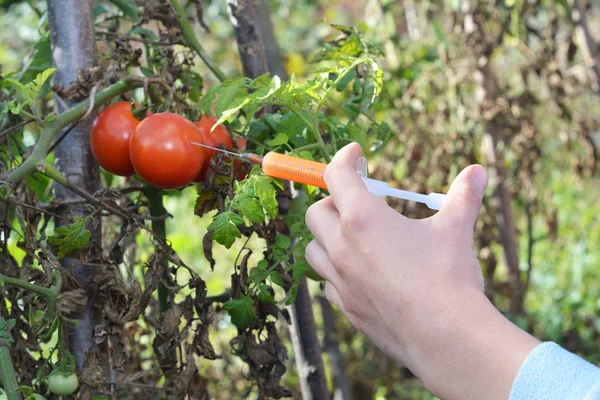 Científico inyectando químicos en tomate rojo transgénico. Concepto para alimentos químicos OGM o GM . — Foto de Stock