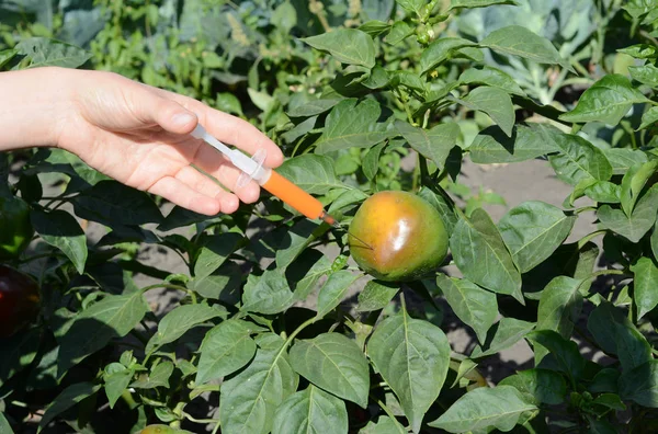 Científico inyectando químicos en pimiento verde transgénico. Concepto para alimentos químicos OGM o GM . — Foto de Stock