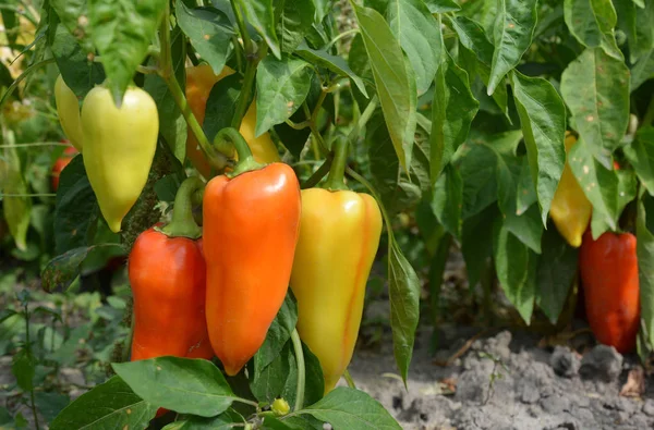 Paprika plantering i trädgården. Odling, skörd Sweet Bell Peppers. — Stockfoto