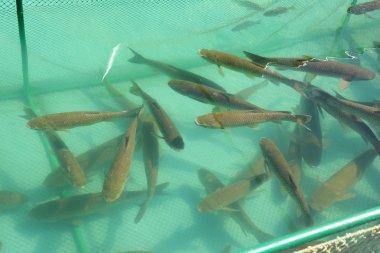 Balık restoranı, su kafesinde taze balık 