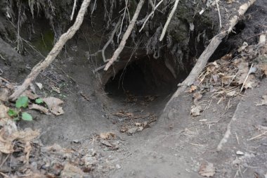 Tilki delikleri. Orman tepelerinin yamaçlarında tilki kolonisi. Karadaki büyük delik vahşi bir hayvandır. Vahşi tilki izleri