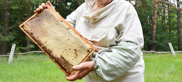 Старий пасічник тримає дерев'яну раму з медоносцями та панорамними фотографіями медоносних бджіл. Продаж сирої медової палички . — стокове фото