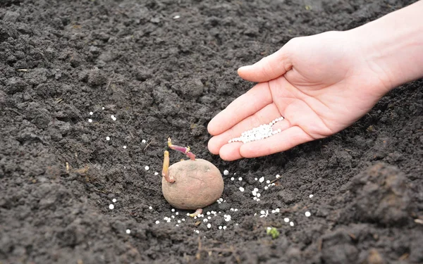 Mão do agricultor plantando batata no chão com fertilizante — Fotografia de Stock
