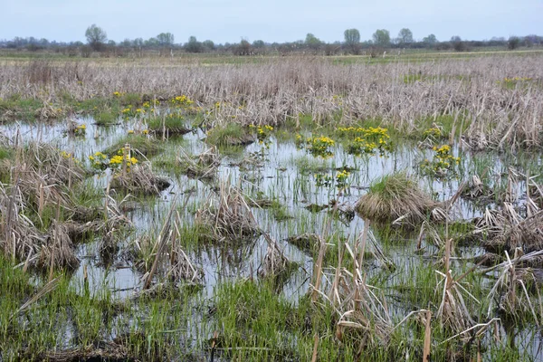 Nature with forest river and swamp. Country wetland landscape. Swamp water forest trees landscape. Marshland swamp water panorama — Stock Photo, Image