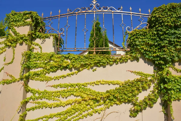 Cerca de pedra da casa de luxo com verde Boston hera ou Parthenocissus tricuspidata comumente conhecido como hera de uva, hera japonesa . — Fotografia de Stock
