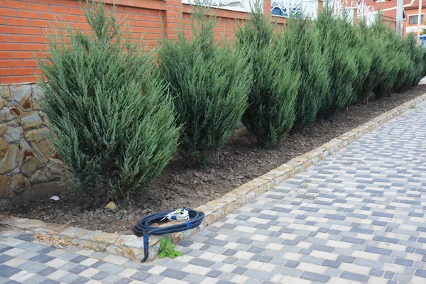 Skyrocket junipers Hedges als House Green Fence vanaf straatzijde — Stockfoto