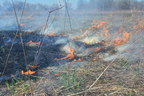 Spalanie suche, martwe trawy. Przyczyny spalania trawy wiosennej są w dużej mierze bezzasadne, a nie korzystne, spalanie trawy jest destrukcyjne i niebezpieczne. — Zdjęcie stockowe