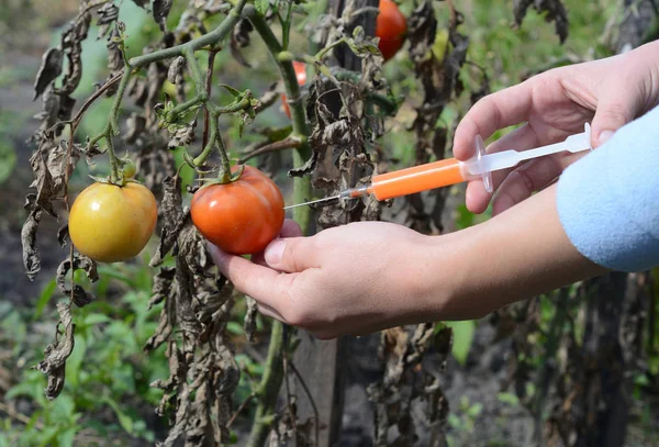 Científico inyectando químicos en tomate rojo para hacerlos maduros . — Foto de Stock