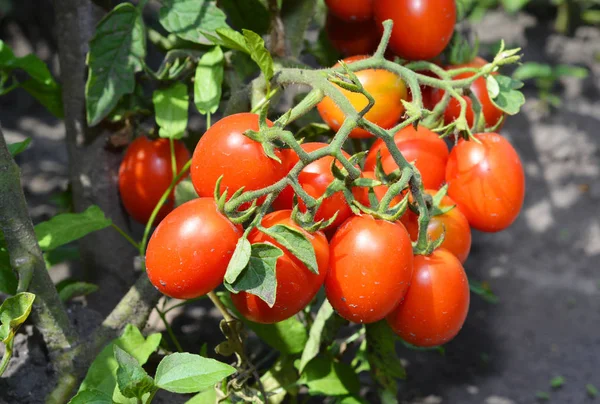 Czerwone dojrzałe pomidory w ogrodzie — Zdjęcie stockowe