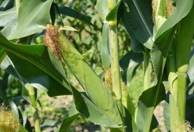 Dikim, büyüyen ve tatlı mısır hasat.