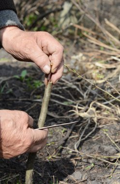 Bahçıvan aşılama ve tomurcuklanan meyve ağacı