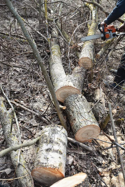 Руки дровосека с бензопилой режут большое упавшее дерево . — стоковое фото