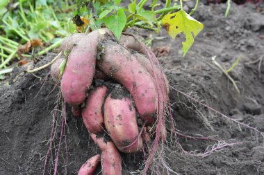 Tatlı patates, kumara, patates (Ipomoea batatas) hasat. Tatlı Patates Süs