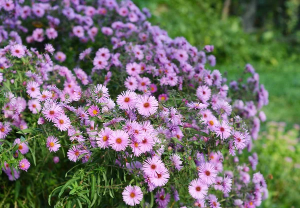 Crescer abelha-friendly tansy folha aster (Machaeranthera tanacetifolia) no jardim — Fotografia de Stock