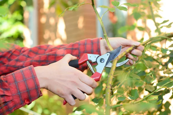 Садовник обрезает розы ножницами для обрезки — стоковое фото