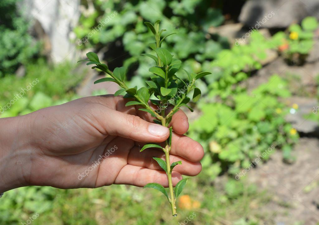 Boxwood Propagation with Stem Cuttings (en inglés). Cultivo de arbustos