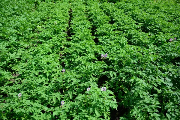Картофельное поле с картофельными цветами на картофельной ферме — стоковое фото