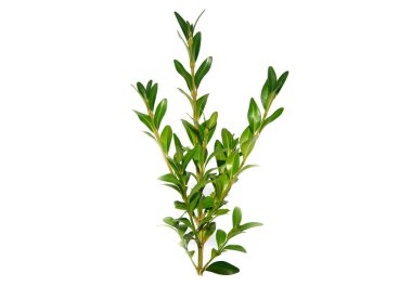 Boxwood dalı beyaz arkaplanda izole edildi