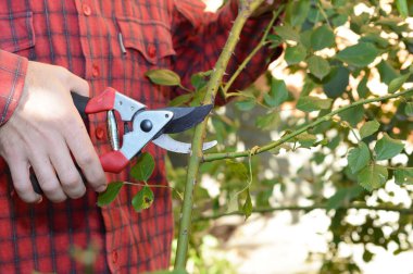 Bahçıvan Budama Makas ile Gül 