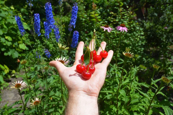 Свежие спелые сочные вишни в руке — стоковое фото