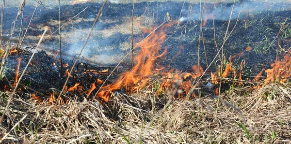 Pali martwą trawę. Przyczyny spalania trawy wiosennej są w dużej mierze bezpodstawne i zamiast być korzystne, spalanie trawy jest destrukcyjne i niebezpieczne.. — Zdjęcie stockowe