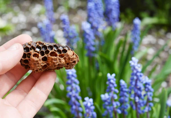 Queen bee beker in de hand van de imker. Wanneer de voorwaarden zijn gunstig voor het zwermen, zal de koningin beginnen legt eieren in queen cups. — Stockfoto