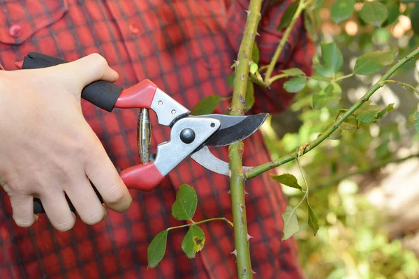 Садовник обрезает розы с помощью обрезки ножниц в осеннем саду — стоковое фото