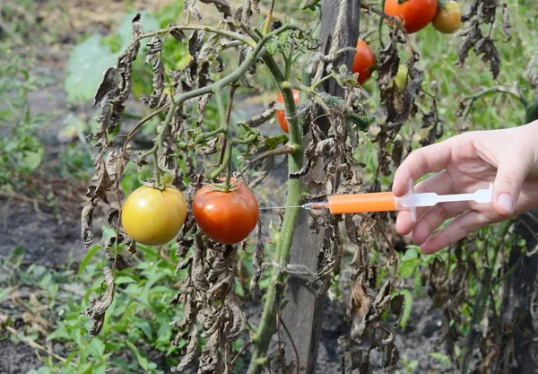 Scientist injecting chemicals into red tomato GMO. Concept for chemical GMO  gm food. Genetically modified food advantages and disadvantages.