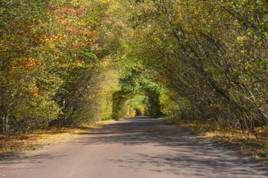 Güneş ışığı ve renkli sarı yapraklı asfalt yol.