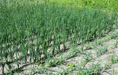 Yeşil soğan çiftçiliğine yakın plan, baharda büyüyen ve ilgilenen. 