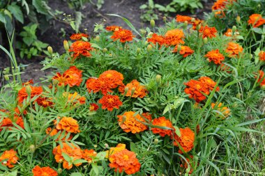 Tagetes patula, Fransız kadife çiçekleri bereketli çiçek açar ve çiçek tarhını sarı, turuncu ve kırmızı tonlarıyla parlatır yaz ve sonbaharda.