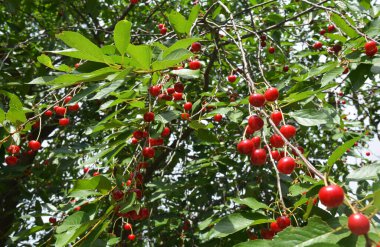 Yazın kiraz mevsiminde kiraz ağacında olgun kırmızı meyve hasadı.