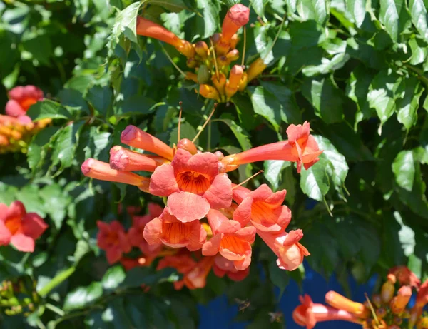 A close-up on a fast-growing campsis, trumpet creeper, trumpet vine blooming richly with orange, red tubular flowers in the garden in summer.
