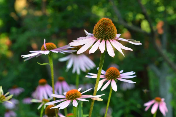 Crescente Echinacea Purpurea Coneflower Roxo Tolerante Seca Flores Flor Longa — Fotografia de Stock