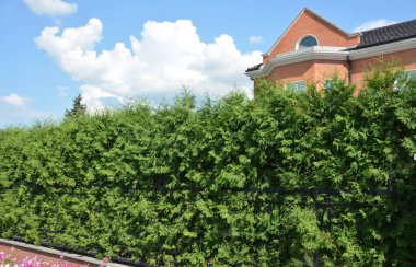 Kalın, yüksek yeşil thuja çiti, evin önündeki metal çitin yanında mahremiyet için ekran bitkisi.. 