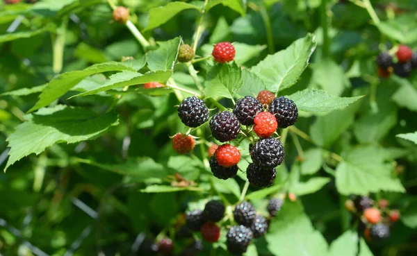 A close-up on cumberland black raspberry plant with a lot of ripe and unripe sweet vitamin berries.