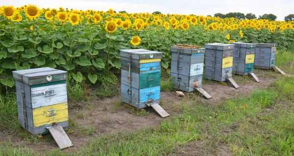 Colorful Wooden Beehives Honey Bees Placed Field Blooming Sunflower Heads — Stock Photo, Image